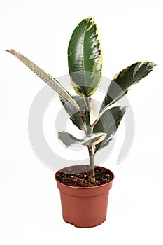 Whole exotic `Ficus Elastica Variegata` rubber tree plant in flower pot on white background