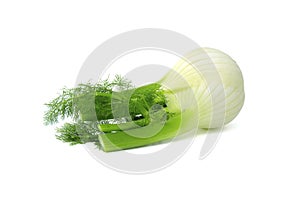 Whole fennel bulb isolated on white background