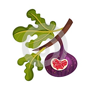 Whole Fig Fruit Hanging From Tree Branch with Cutout Piece Showing Bright Flesh with Small Seeds Inside Vector