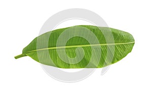 Whole fresh banana leaves isolated on white background