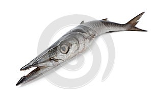 Whole fresh Barracuda fish