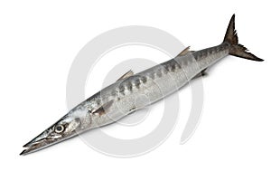 Whole fresh Barracuda fish photo