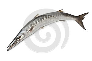 Whole fresh Barracuda fish photo