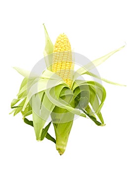 Whole Fresh Corn Cob