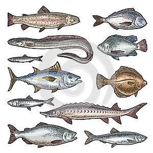 Whole fresh different types fish. Vector engraving vintage photo