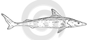 Whole fresh dogfish shark on white. Vintage engraving monochrome black illustration.