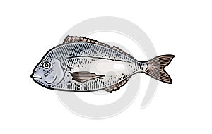 Whole fresh fish dorado. Vector engraving vintage illustration photo