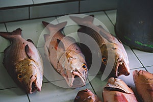 Whole Fresh Fishes of Tuna and Red Snapper on the Fish Central Market in Male City