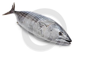 Whole fresh Little tunny