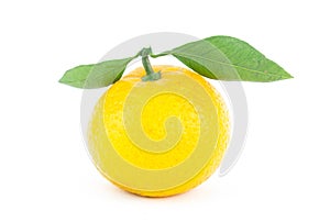 Whole fresh mandarin orange with two symmetrical green leaves on a white