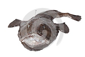 Whole fresh Monkfish photo