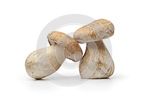 Whole fresh porcini mushrooms photo