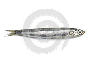 Whole fresh raw anchovy