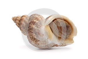 Whole fresh raw common whelk