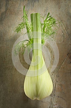 Whole fresh raw fennel in a side view