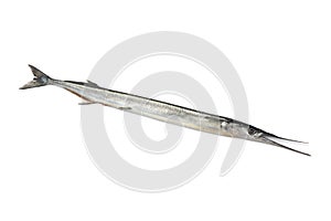 Whole fresh raw garfish