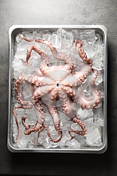 Whole fresh raw octopus and ice cubes in container on grey table, top view