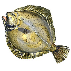 Whole fresh raw plaice fish, flatfish, flounder, isolated, watercolor illustration