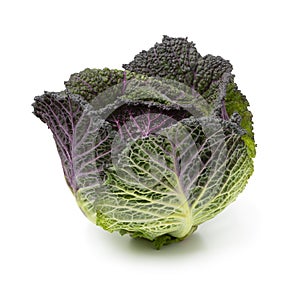 Whole fresh raw Pontoise cabbage close up isolated on white background