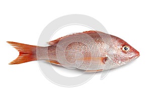 Whole fresh red snapper