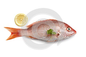 Whole fresh red snapper