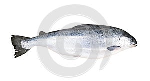 Whole fresh salmon isolated on white background with clipping path or make selection.