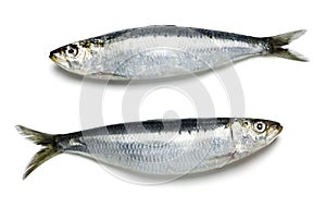 Whole Fresh Sardines on White Background