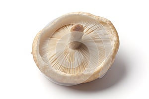 Whole fresh single shiitake upside down