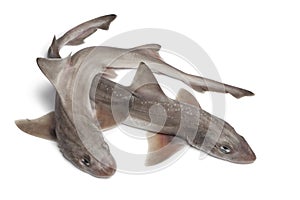 Whole fresh small-spotted catsharks