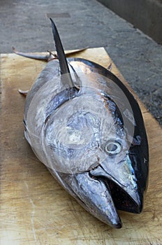 Whole fresh tuna fish at market