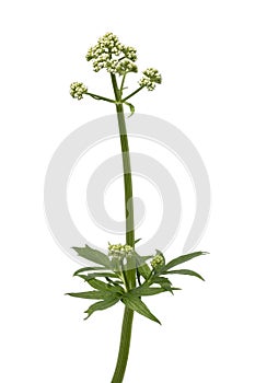 Whole fresh white Valeriana officinalis plant photo