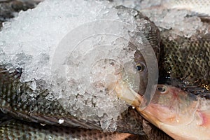 Fresh frozen fish on sale in Jerusalem's Machane Yehuda market photo