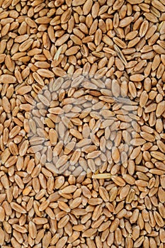 Whole grain kernels of wheat close-up. Wheat grain background