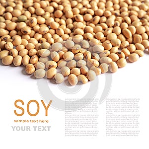 Whole grain soybeans organic isolated on white background with copy space