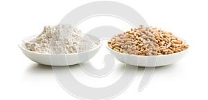 Whole grain wheat flour and wheat grains