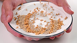 Whole grain wheat seeds falling on an empty ceramic plate in the hands of a farmer