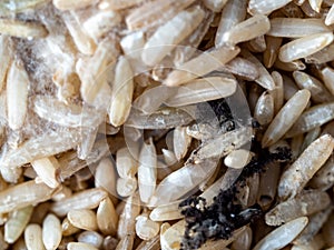 Whole grains of uncooked Thai Jasmine Rice  with black and white molds growing on the surface causing food spoilage and fungal