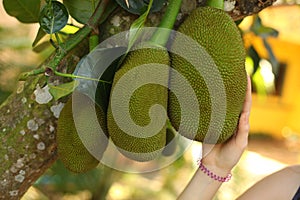 Whole green jack fruit hanging from the tree