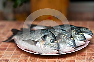 Whole griled dorada fish