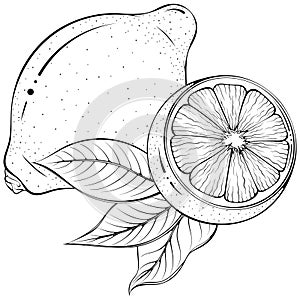 Whole and half lemon with leaves line art