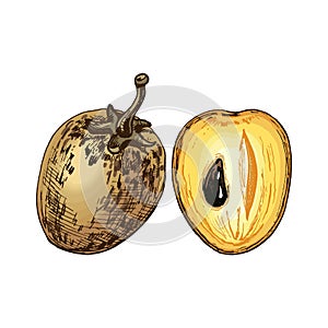 Whole and half sapodilla. Vector flat color illustration