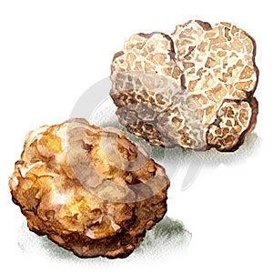 Whole and half white truffle mushroom, tuber magnatum, isolated, watercolor illustration on white photo