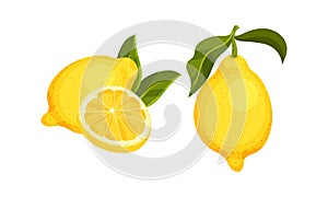 Whole and Halved Lemon Citrus Fruit with Juicy Flesh and Green Leaves Vector Set
