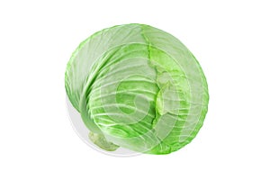 Whole head of green leafy cabbage on white background isolated close up, round ripe white headed cabbage, fresh vegetable design