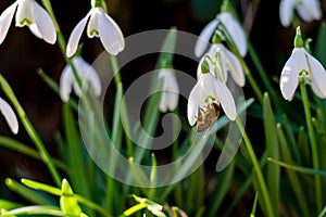Whole honeybee collecting pollen from white snowdrop flower in a