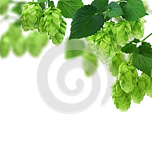 Whole hops with green leaves on a white background. Brewery. Beer ingredients. Beauty fresh-picked hop cones closeup.Alternative