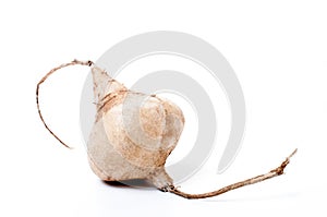 Whole Jicama isolated