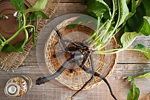 Whole knitbone or comfrey plant with roots on a table, top view