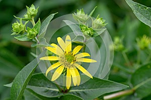 Whole-leaf Rosinweed Silphium integrifolium yellow composite flower and buds