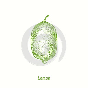 Whole lemon fruit. Ink doodle drawing